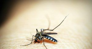 pexels icon0 169357 (1)