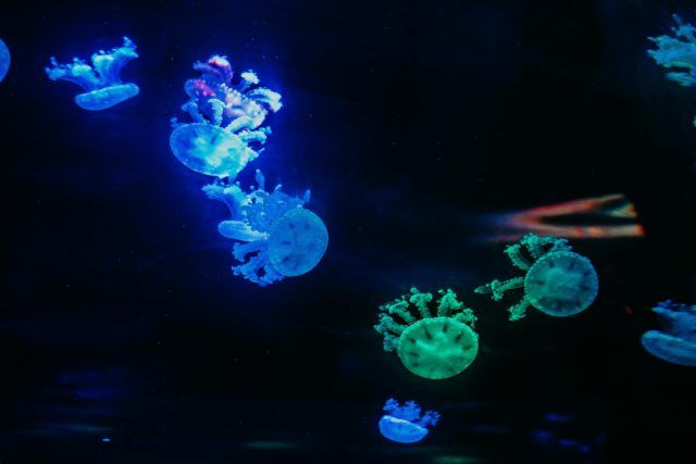 pexels iriser 1086587