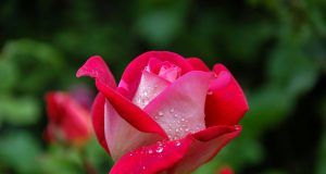 pexels pixabay 56866