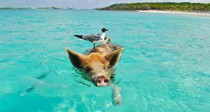 pexels pixabay 66258