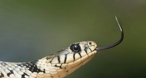 pexels pixabay 80474