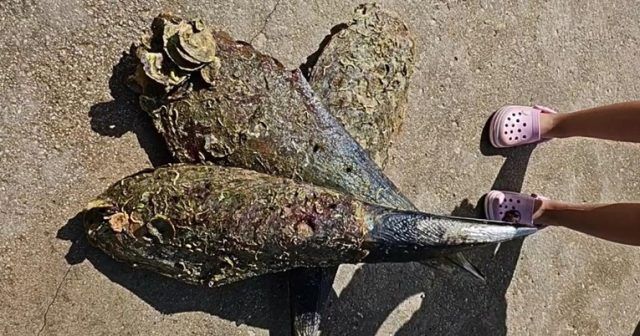 5db7e997 4393 437d be3d 21b69831160a (1)