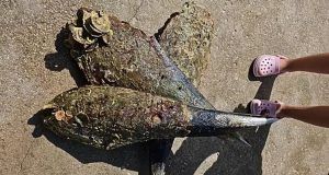 5db7e997 4393 437d be3d 21b69831160a