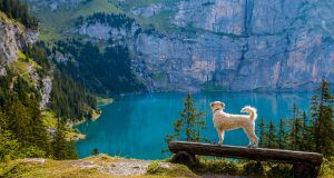 pexels pixabay 247522