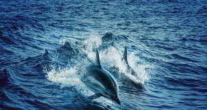 pexels shottrotter 2347462