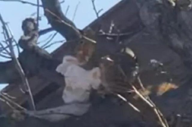 1530424 veverica ls 1530424 veverica ls