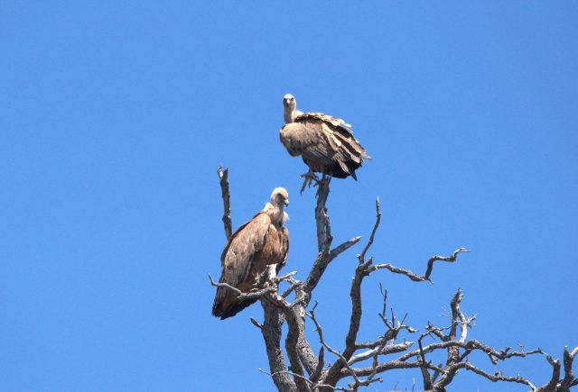 Supovi 1 arhiva BIOM