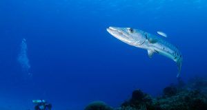 pexels leonardo lamas 32247393 7001705