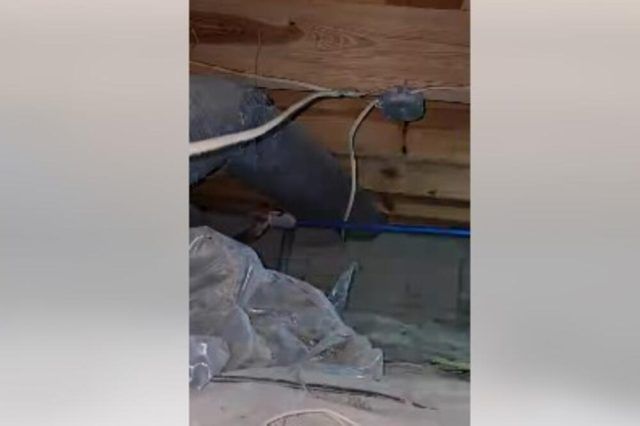 1538800 screenshot 3 ls (1)