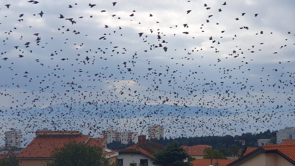 464789029 8609475832506996 3403330556971921571 n