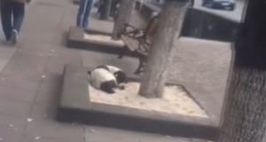 dcf51880 1c38 48de 9aaf 26224aee45f2