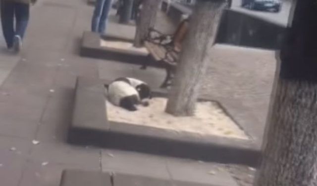 dcf51880 1c38 48de 9aaf 26224aee45f2