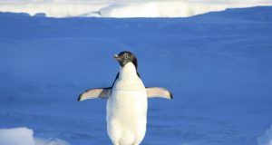 pexels pixabay 86405