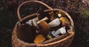 pexels valeriya 74510