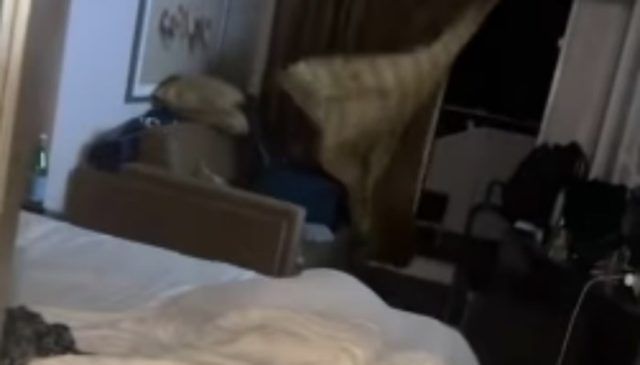 abc66aaf 745a 4db0 b02e cfb6ceb18807