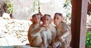 pexels nitin creative 234054