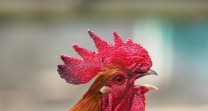 pexels pixabay 34770