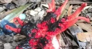 1545001 stvorenje ls