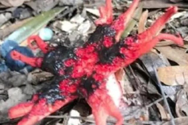 1545001 stvorenje ls 1545001 stvorenje ls