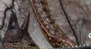 1547591 467479509 947152230646741 5321376647496678720 n ls