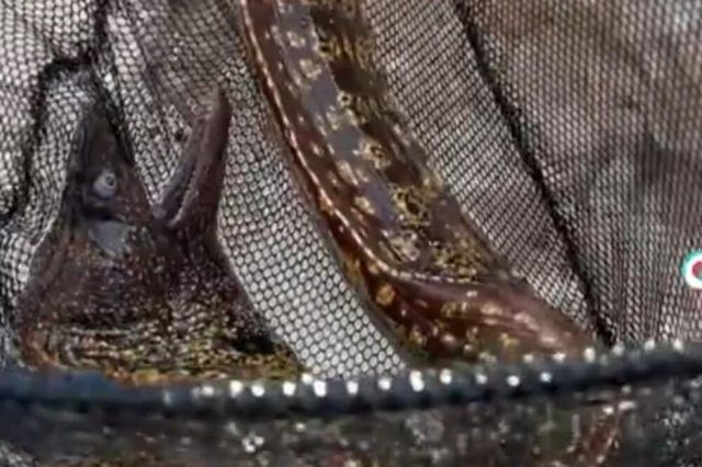 1547591 467479509 947152230646741 5321376647496678720 n ls