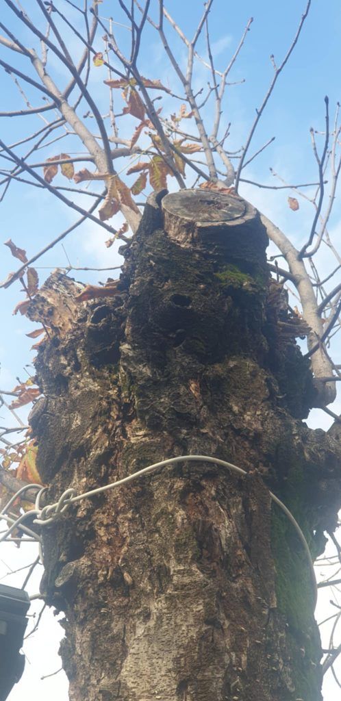 19fc72c7 5dd9 44b4 bef4 a99ff871de83