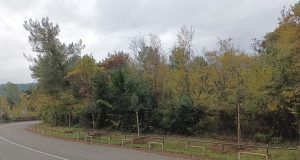 Sadnja stabala crnike na Preluku 1