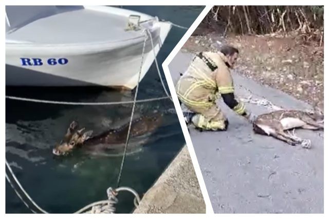 MixCollage 13 Jan 2025 02 47 PM 6660