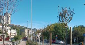 Sadnja stabala D404 2 602x800