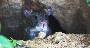 pexels shashank 95399 (1)