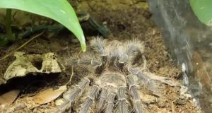 1477971 tarantla pauk ls (1)