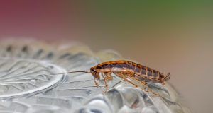 pexels erik karits 2093459 19357266