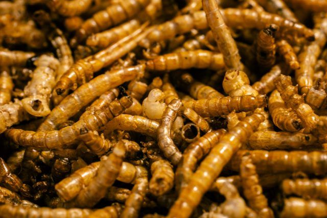 pexels jaralol 29468716