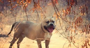 pexels makarand sawant 1156575 2244504