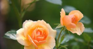 pexels pixabay 39517