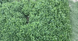 768x432 ba054e7c 9d09 11eb 870c cedfb09875dd