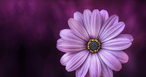 pexels pixabay 36753