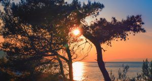 pexels stevan aksentijevic 1049940 2289180