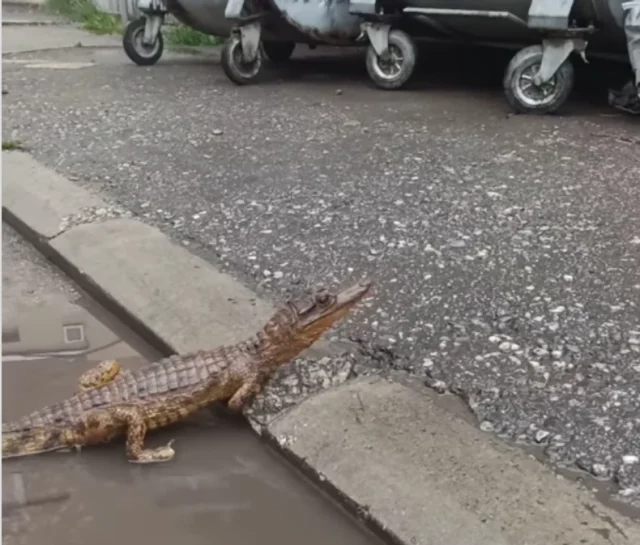 4YJk9kpTURBXy8yMDdhOTg0NTZiYjdlNGJlNTY3YTNkNTY5N2QxOTQ0ZS5wbmeRkwLNAxYA3gABoTAF 4YJk9kpTURBXy8yMDdhOTg0NTZiYjdlNGJlNTY3YTNkNTY5N2QxOTQ0ZS5wbmeRkwLNAxYA3gABoTAF