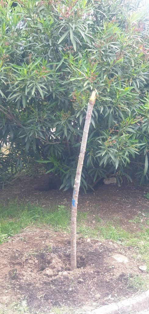 500238715 1110506574454566 603499183118301722 n