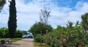 Novoposadena stabla na Delti 1