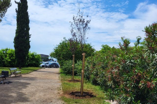 Novoposadena stabla na Delti 1