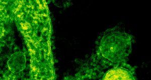 bacteria
