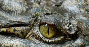 pexels pixabay 39068 (1)