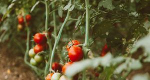 pexels roman odintsov 6342165