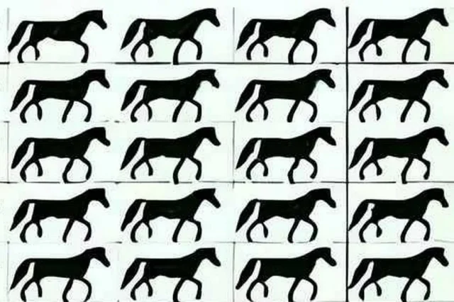 0 find horse wihout tail 0 find horse wihout tail