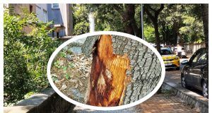 MixCollage 12 Jun 2025 02 18 PM 5861