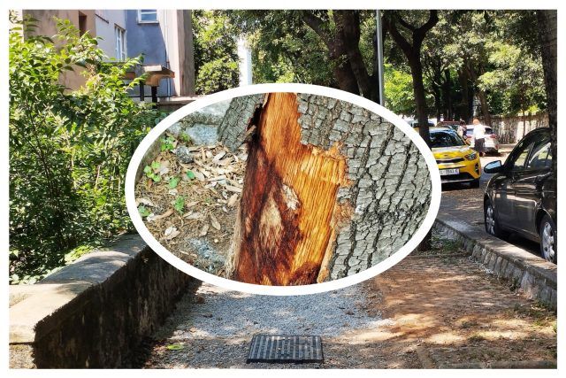 MixCollage 12 Jun 2025 02 18 PM 5861