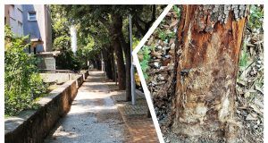 MixCollage 13 Jun 2025 03 32 PM 5294