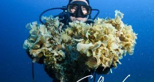 482343448 2809847045863997 2839012820233084200 n